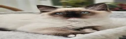 Ragdoll cats for sale: Purebred beautiful ragdoll kittens  - Advert 2