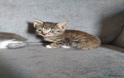 Mixed Breed cats for sale: 4 beautiful kittens ready for their forever home - Advert 11