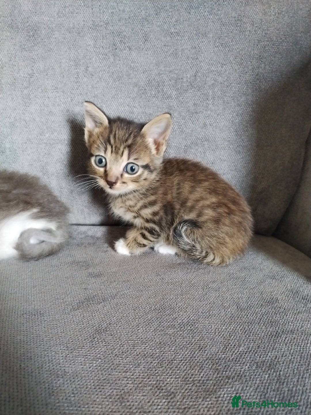 Mixed Breed cats for sale: 4 beautiful kittens ready for their forever home - Advert 11