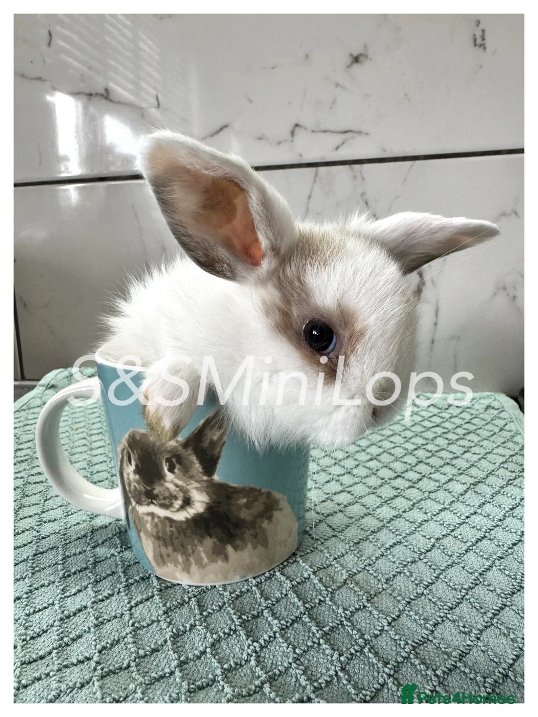 Mini Lop rabbits for sale: Pure Mini Lop Kits For Sale - Mixed Litter  in Waterlooville - Advert 2