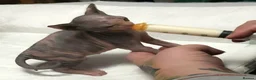 Sphynx cats for sale:  Beautiful Canadian Sphynx Female  - Advert 8