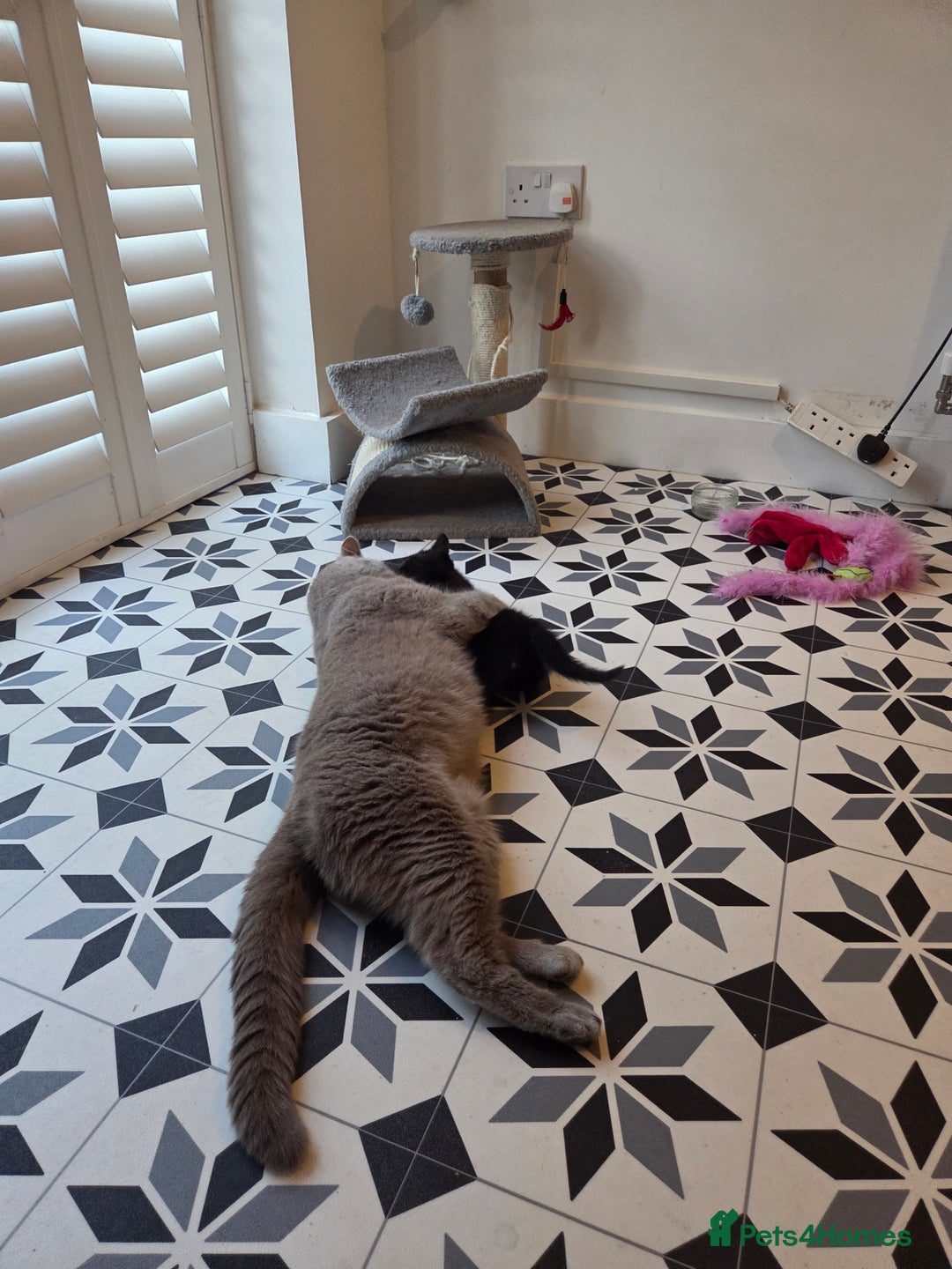Mixed Breed cats for sale: British shorthair cross - Advert 8