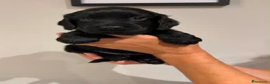 Sprocker 5