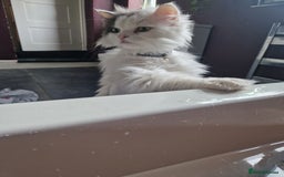 Ragdoll cats for sale: Gorgeous Ragdoll x Persian boy  - Image 3