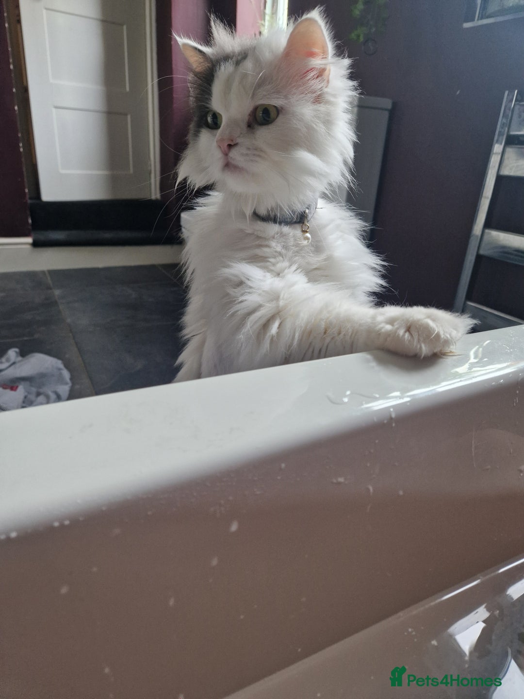 Ragdoll cats for sale: Gorgeous Ragdoll x Persian boy  - Image 3