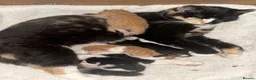 Mixed Breed cats for sale: Healthy Domestic Housecats, Father Unknown - Advert 10