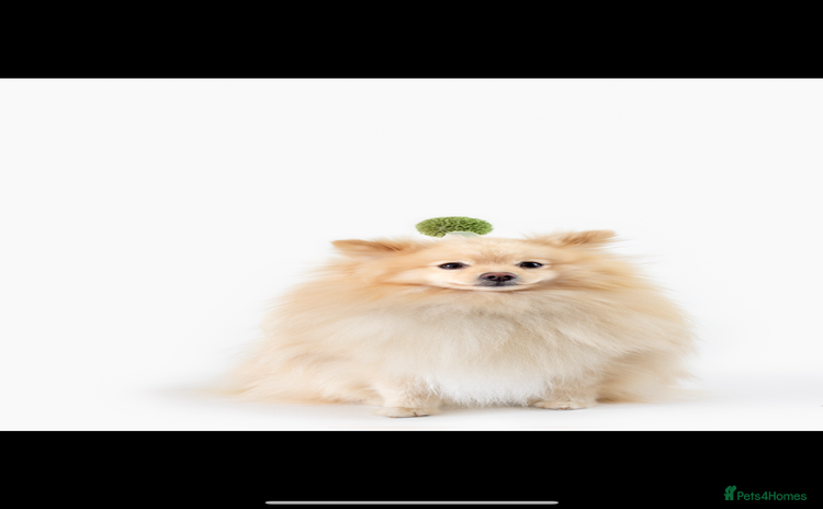 Pomeranian dogs - Advert 8