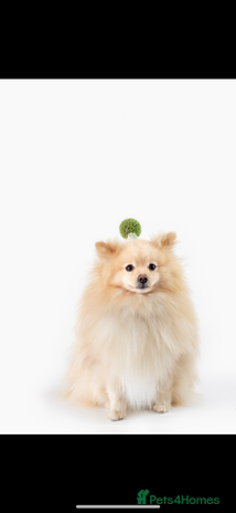 Pomeranian dogs - Advert 1