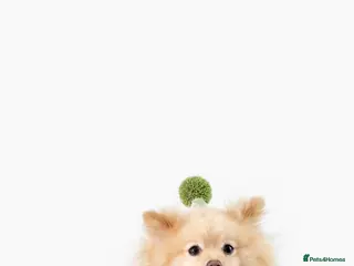 Pomeranian dogs Cream Pomeranian for stud - Advert 6