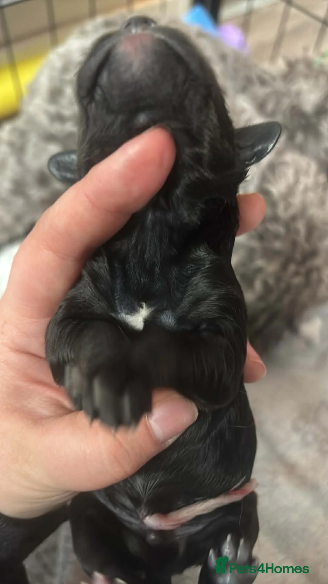 Cockapoo dogs for sale: F2b cockapoo puppies  🌟 - Advert 7