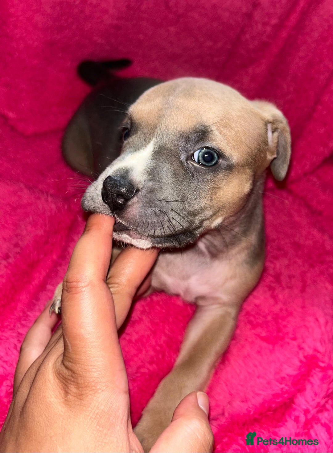 Mixed Breed dogs for sale: Beautiful chunky bully cross staffy pups tri /fawn - Image 20