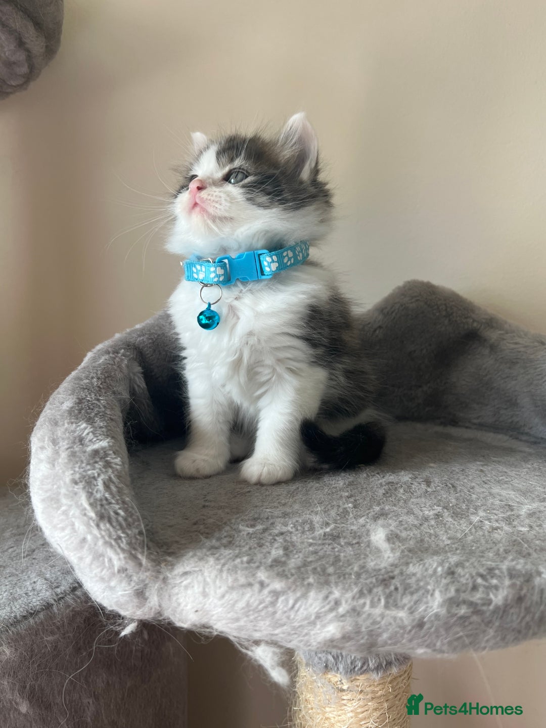 Turkish Angora cats for sale: Turkish Angora/ Ragdoll kittens for SALE !!! - Image 7