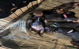 Miniature Dachshund dogs for sale: Ready Now! Smooth coat 1 boy 1 girl - Image 8