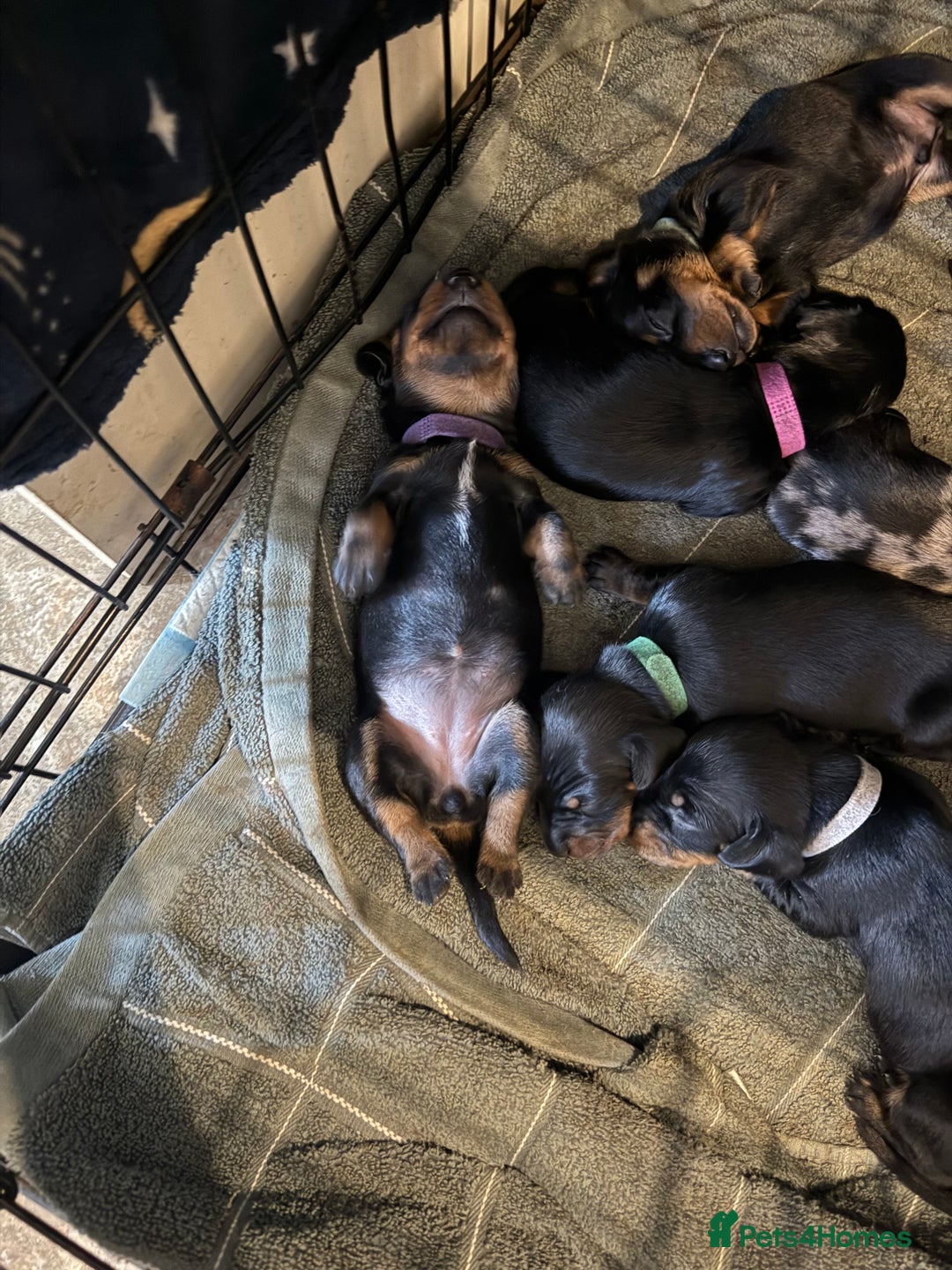 Miniature Dachshund dogs for sale: Ready Now! Smooth coat 1 boy 1 girl - Image 8