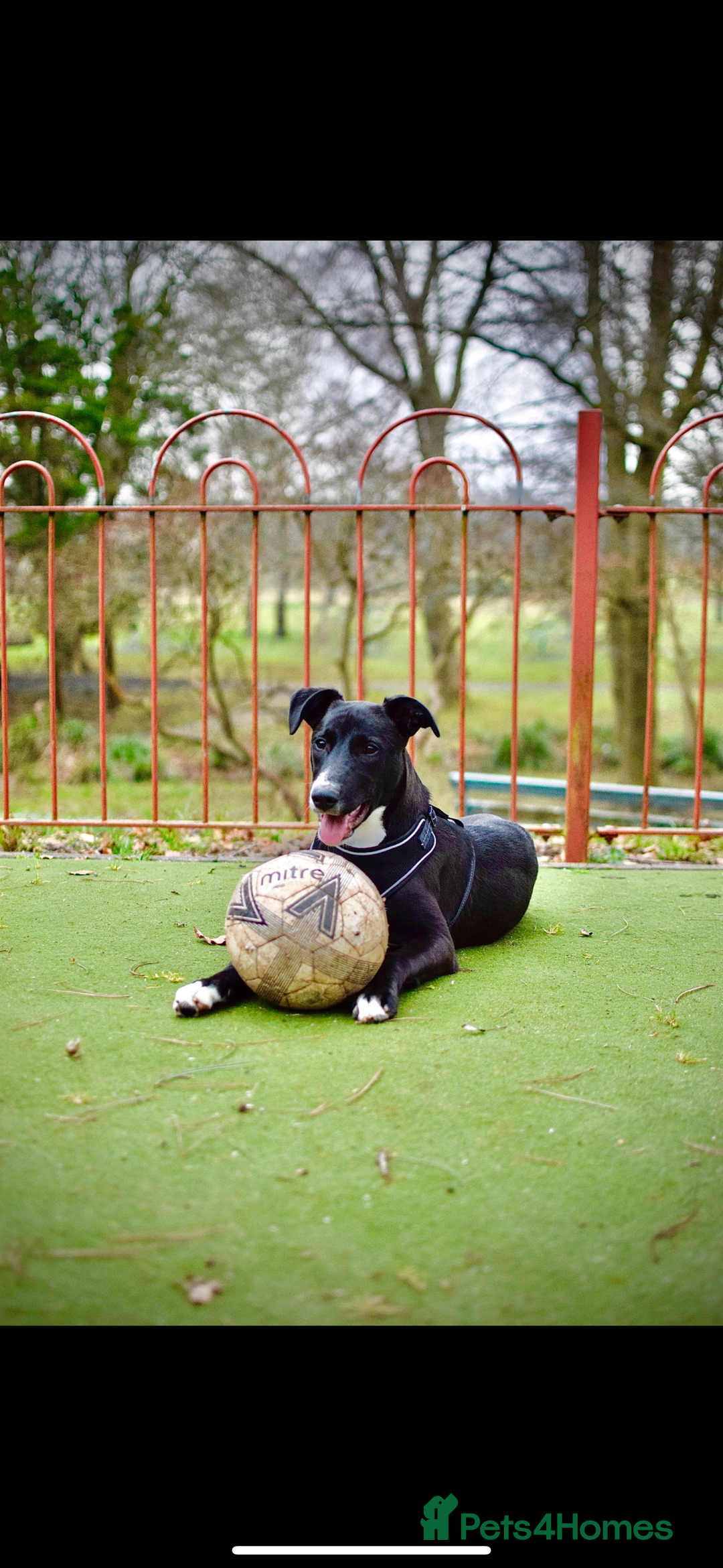 Mixed Breed dogs for sale: Marks rehoming add - Advert 2