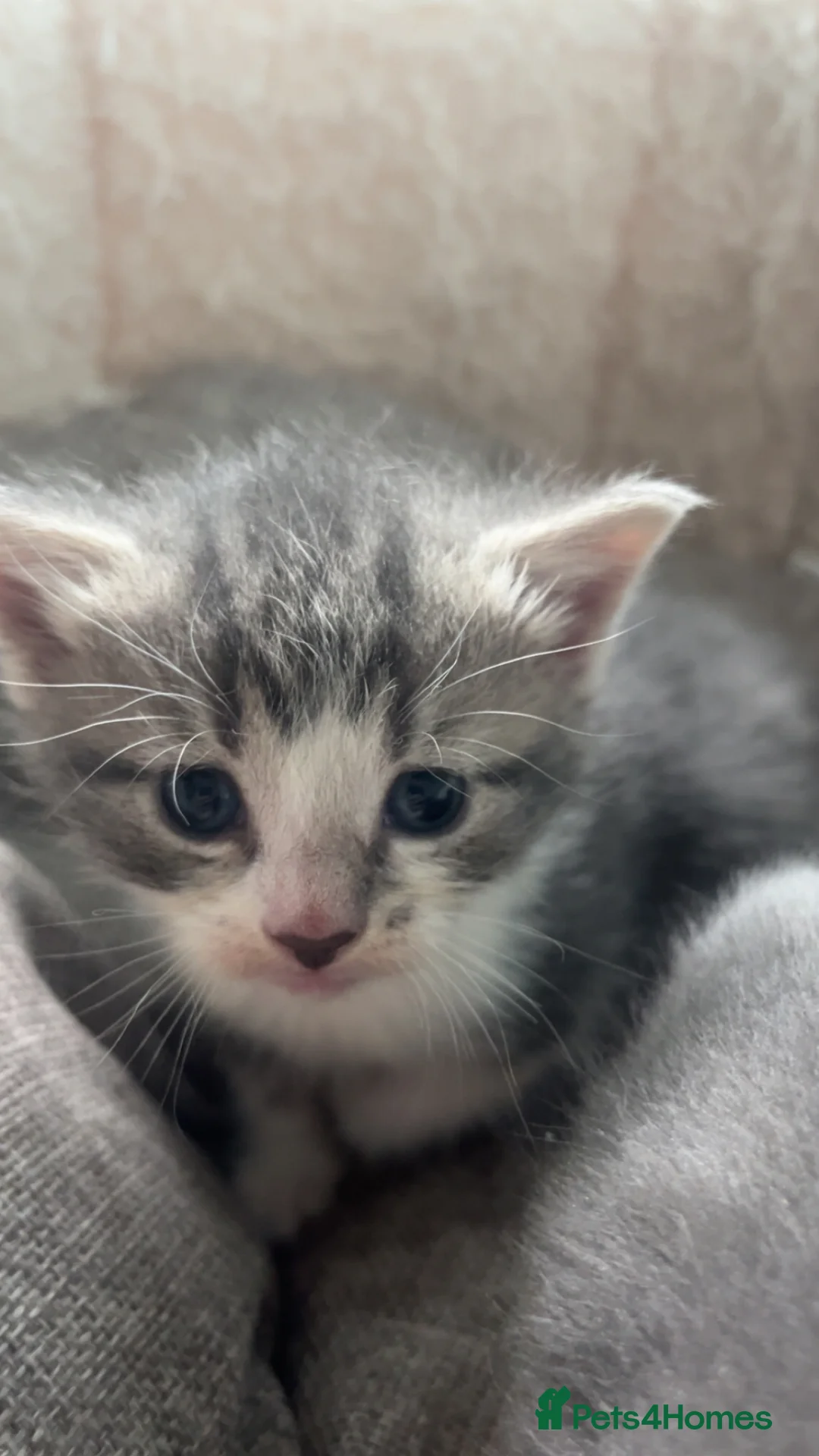 British Shorthair cats for sale: Beautiful girl kitten in Coventry - Advert 2