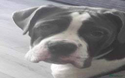 Olde English Bulldogge dogs for sale: Beautiful boy needs rehoming. - Image 2