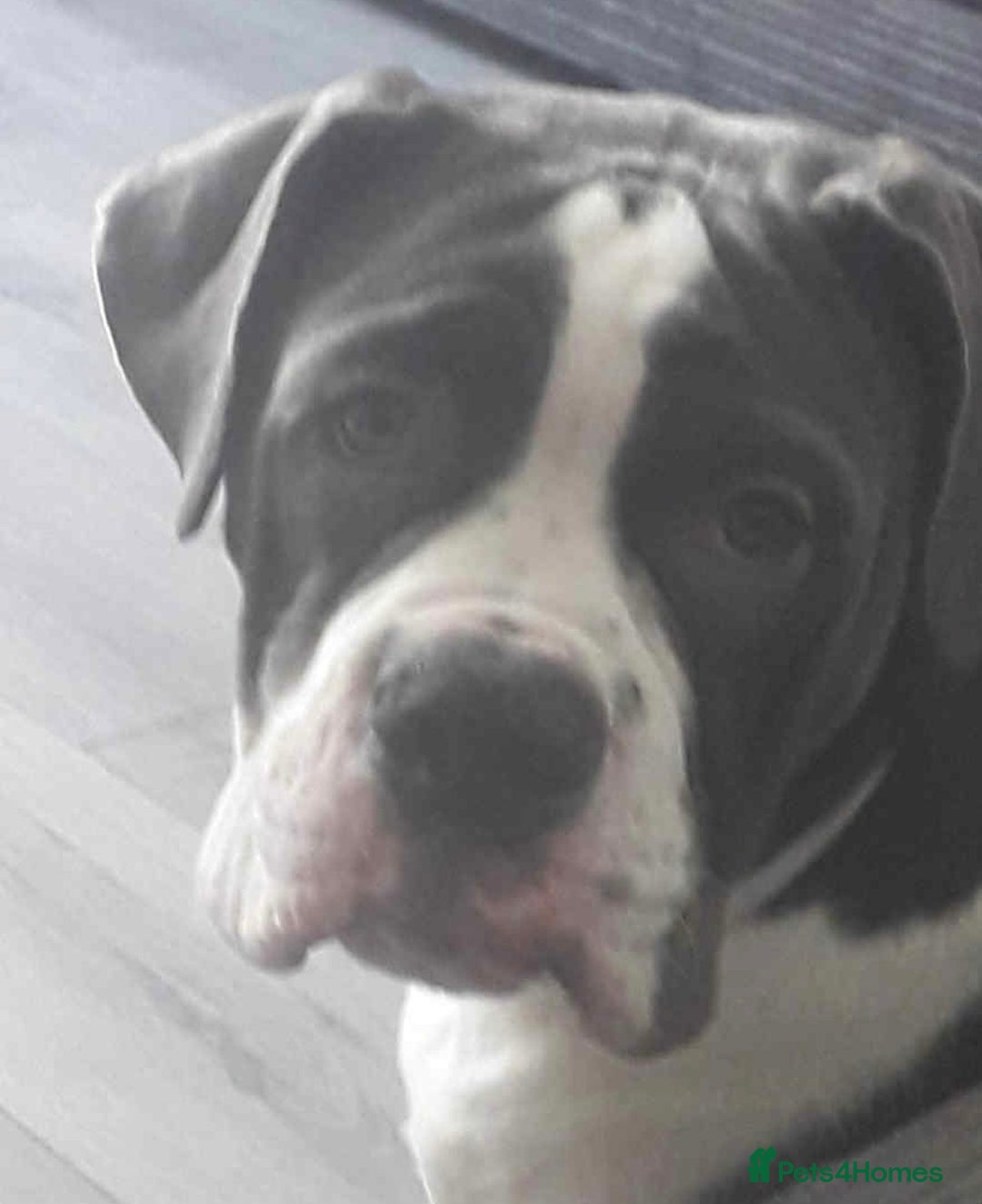 Olde English Bulldogge dogs for sale: Beautiful boy needs rehoming. - Image 2