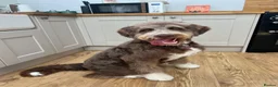 Bernedoodle dogs for sale: Bernedoodle puppy **rehome** - Advert 2
