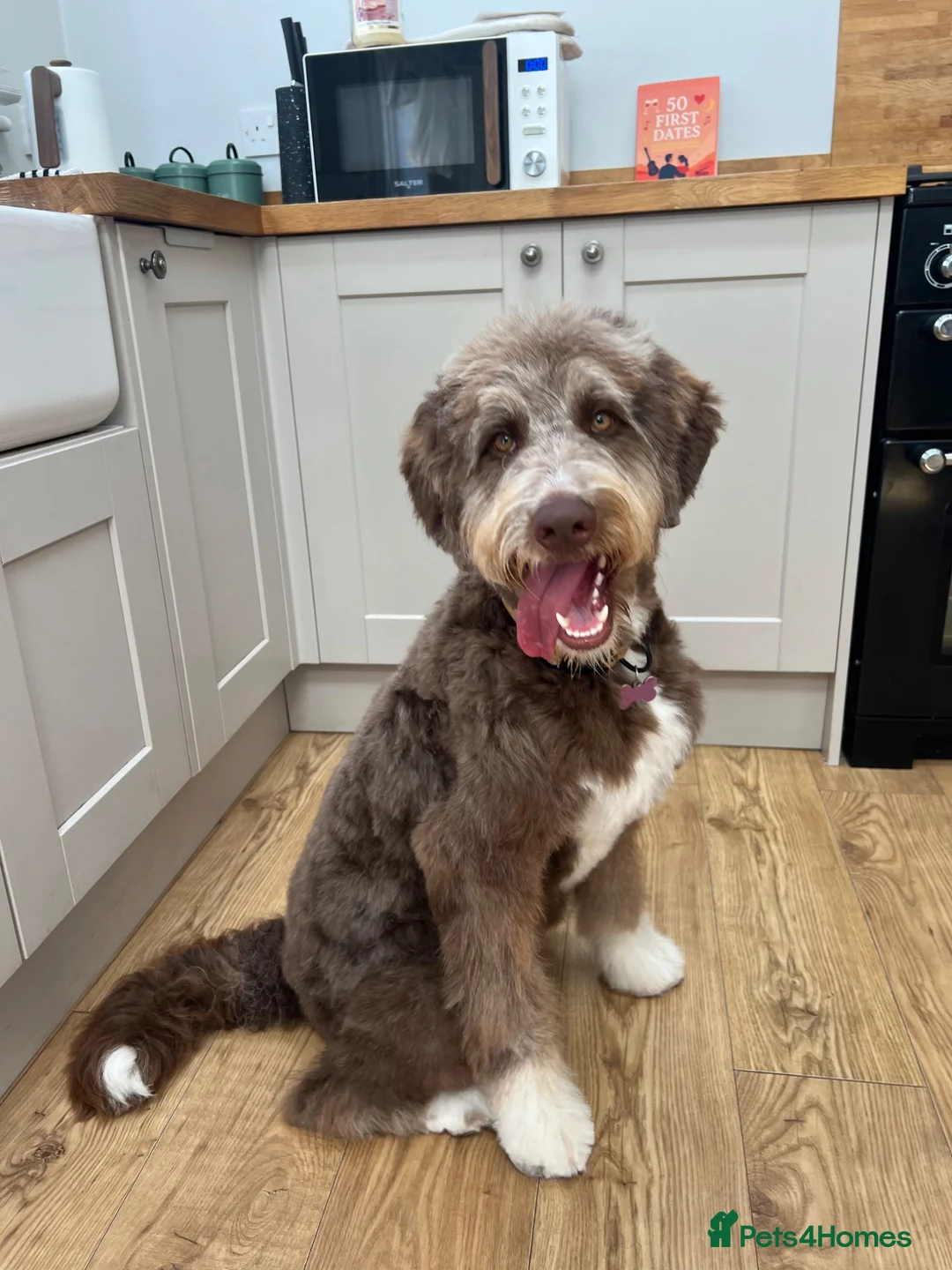 Bernedoodle dogs for sale: Bernedoodle puppy **rehome** - Advert 2