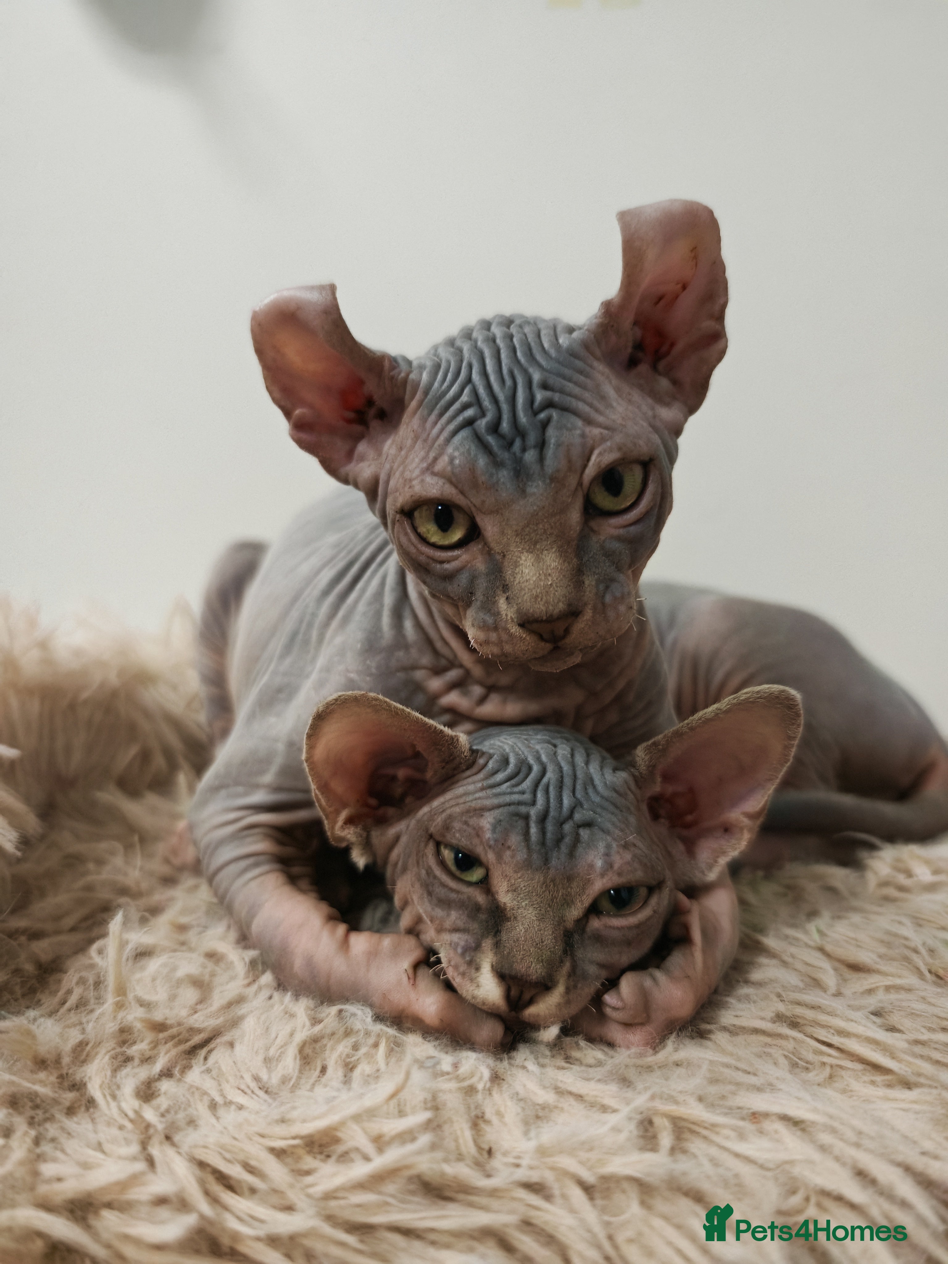 Sphynx cats Only 4 Unique Elf Boys left! READY NOW - Advert 7