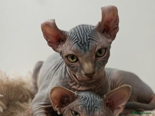 Sphynx cats Only 4 Unique Elf Boys left! READY NOW - Advert 7