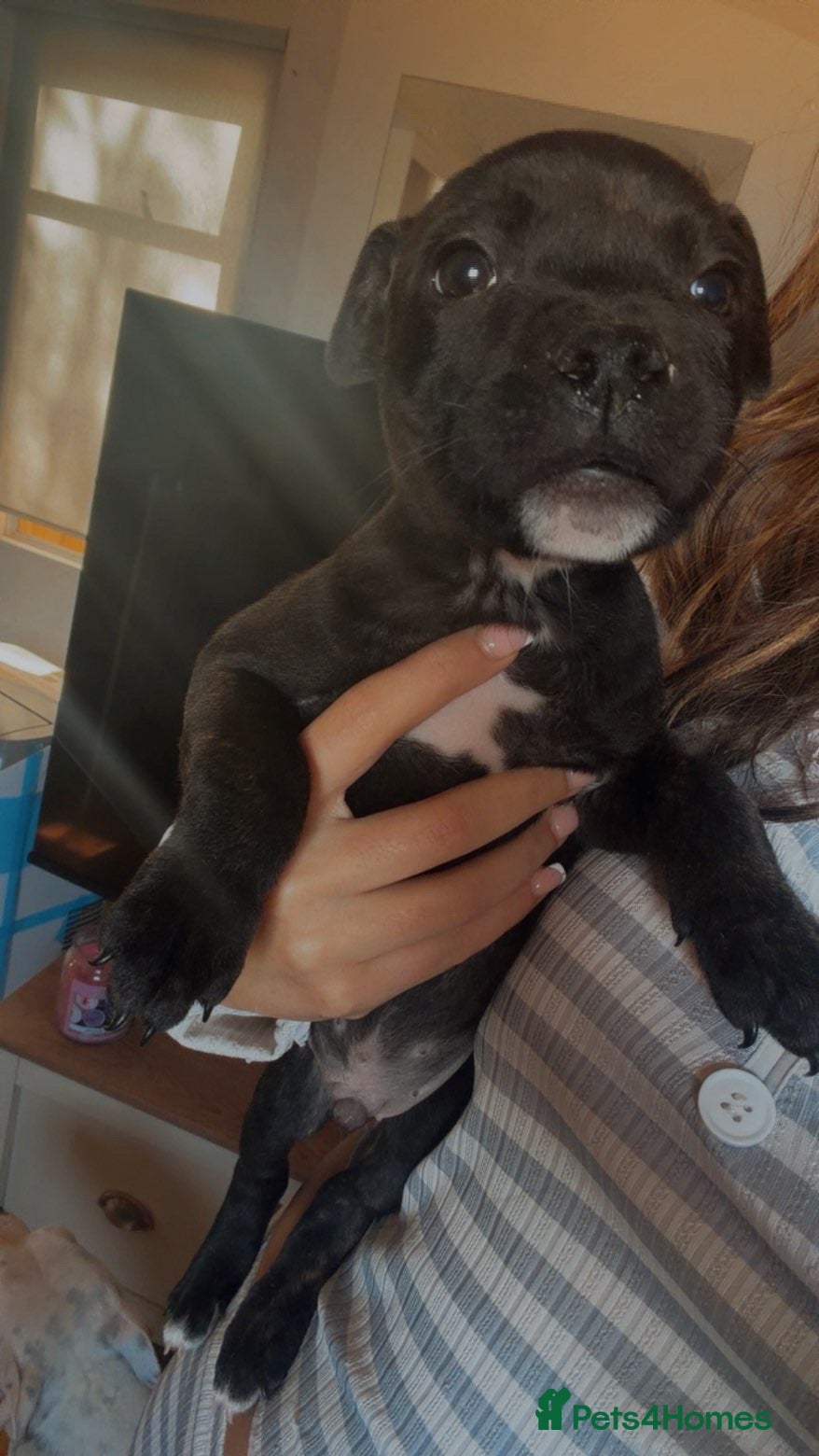 Staffordshire Bull Terrier dogs Champion bloodline kc reg brindle staffs🏆🏆🐶 - Advert 2