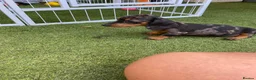 Miniature Dachshund dogs for sale: 6 beautiful miniature dachshund  in Wickford - Advert 5
