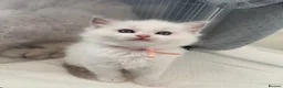 Ragdoll cats for sale: EXTENSIVELY HEALTH TESTED GCCF RAGDOLL KITTENS - Advert 11
