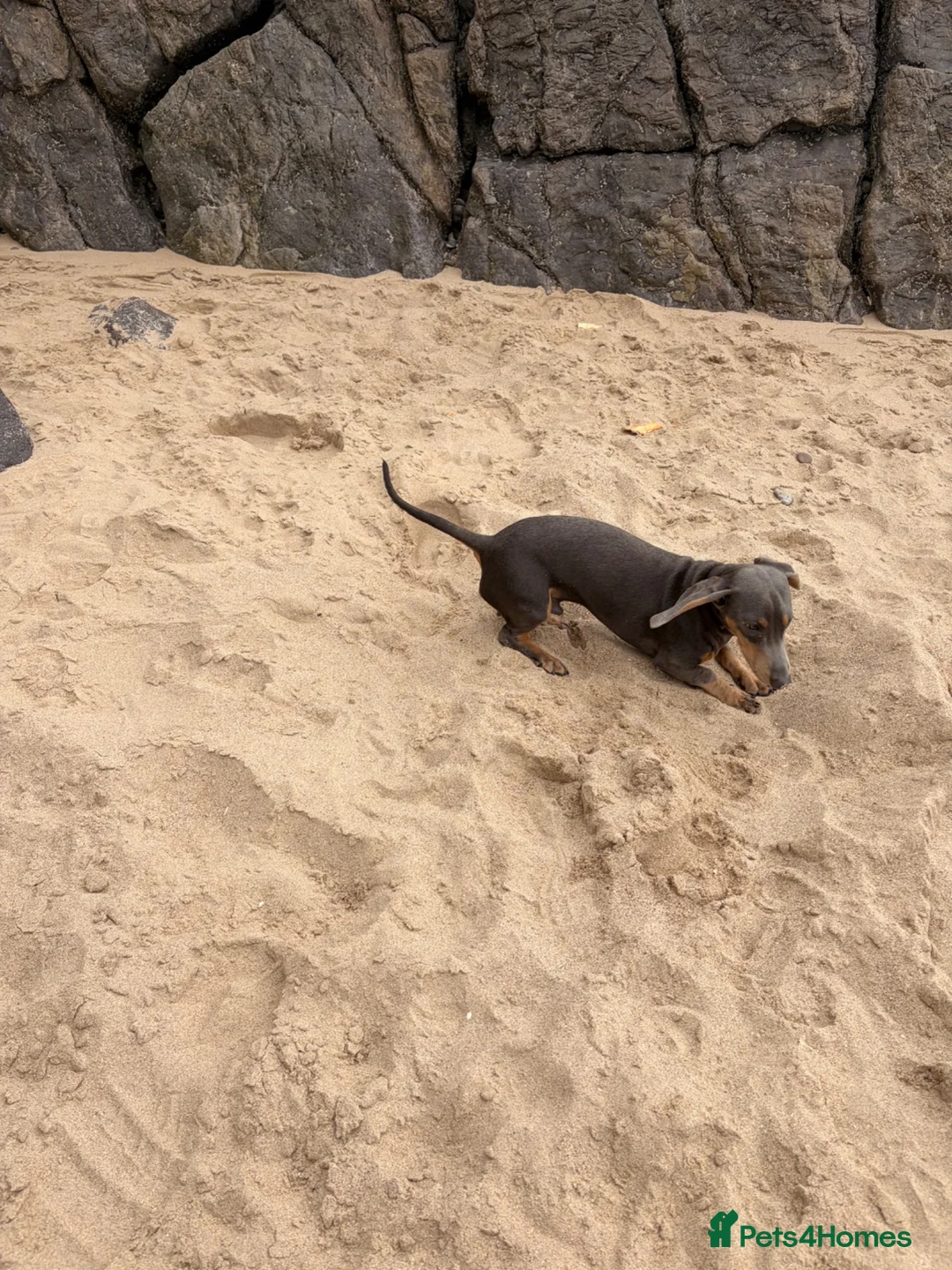 Dachshund dogs for sale: Dauchund in Tredegar - Advert 2