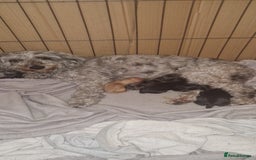 Cockapoo dogs for sale: Cockapoo puppies 🐶 - Image 7