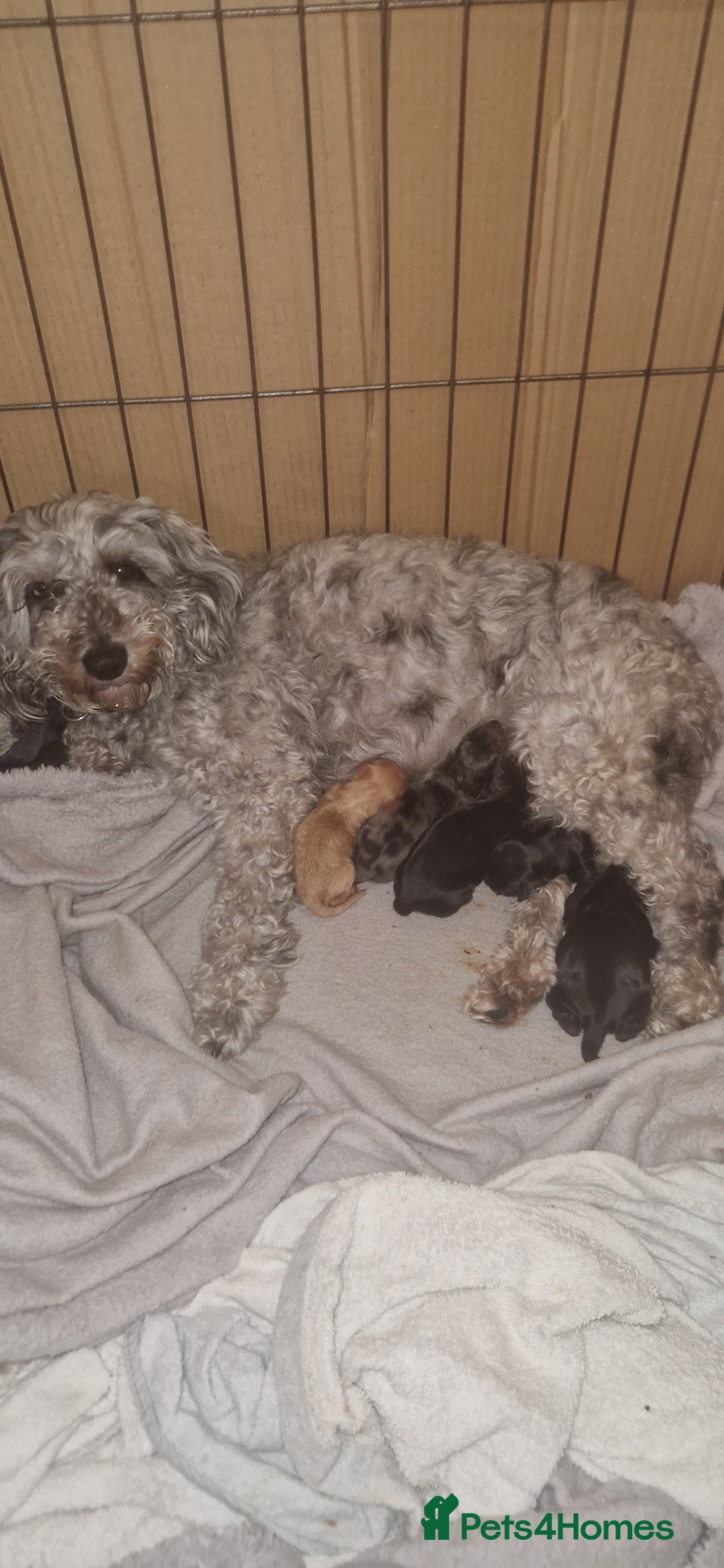 Cockapoo dogs for sale: Cockapoo puppies 🐶 - Image 7