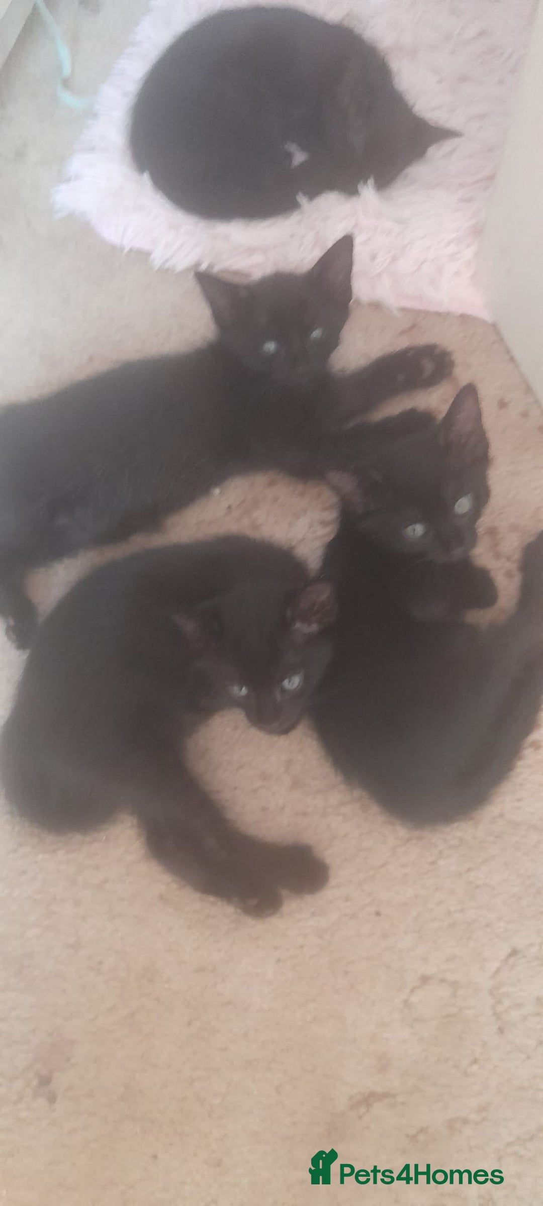 Siamese cats for sale: Half Siamese kittens girls and boys - Image 1