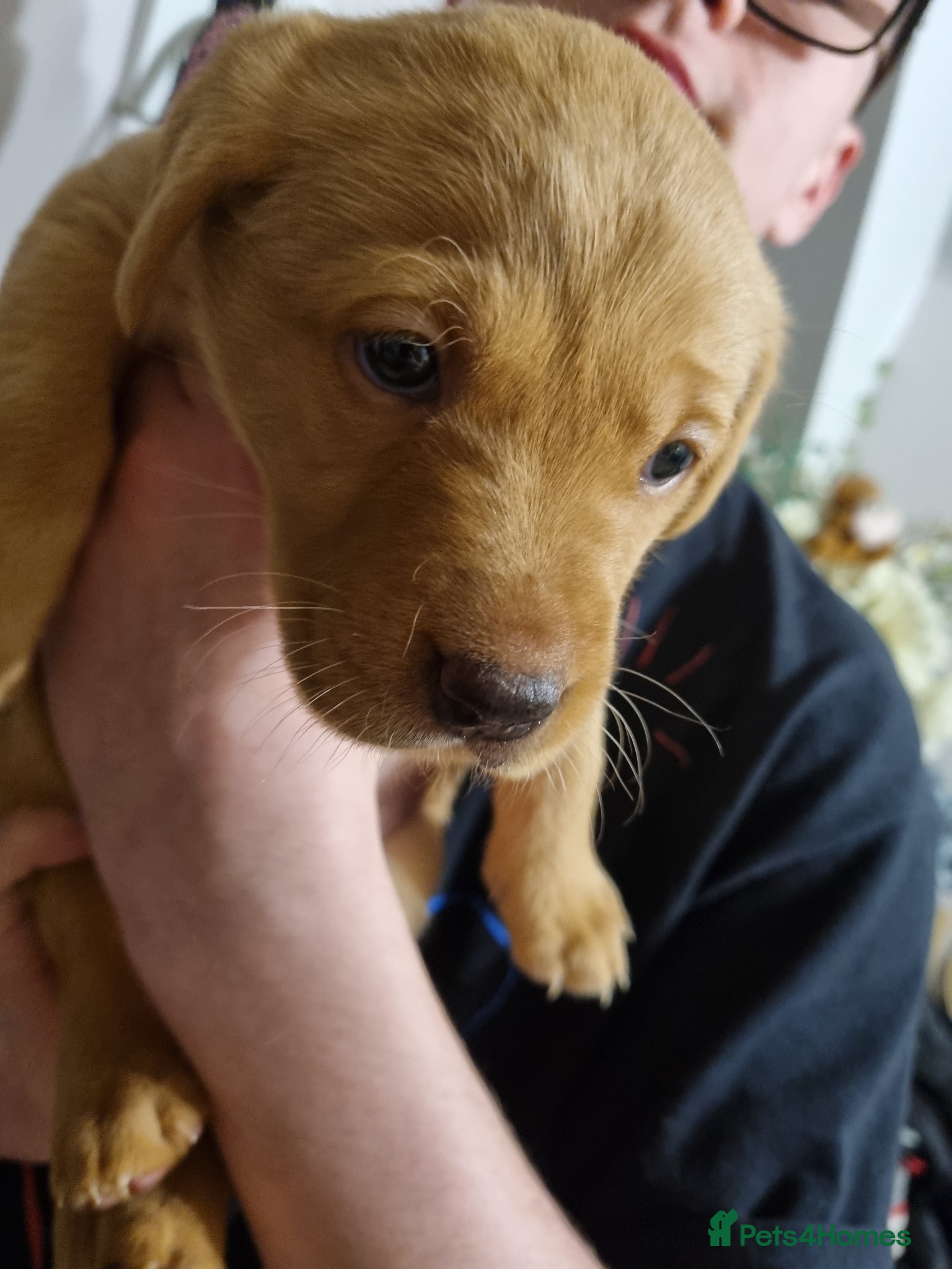 Labrador Retriever dogs Fox Red Labrador puppies for sale - Advert 1