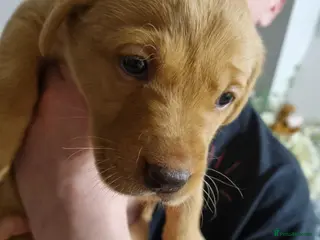Labrador Retriever dogs Fox Red Labrador puppies for sale - Advert 1