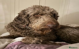 Goldendoodle dogs for stud: Our gorgeous boy Benji  in Northwich - Image 3
