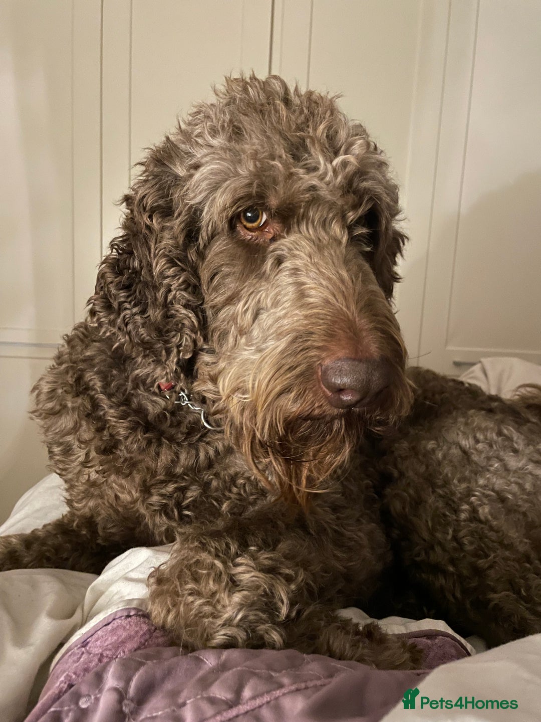 Goldendoodle dogs for stud: Our gorgeous boy Benji  in Northwich - Image 3