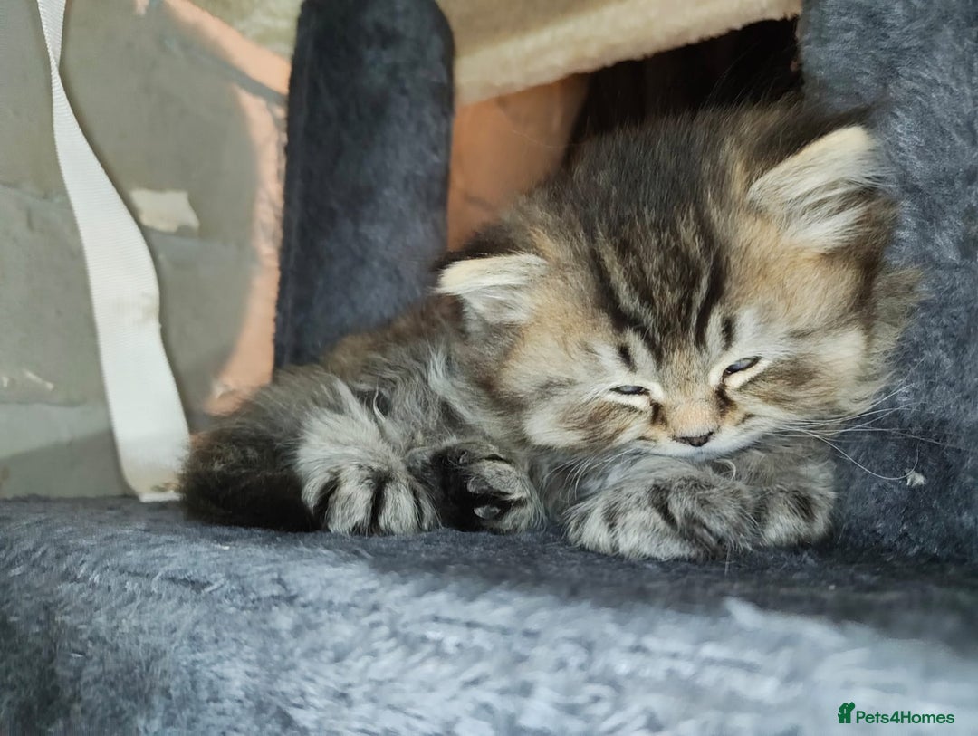 British Shorthair cats for sale: 8 BRITISH SHORTHAIR KITTENS GCCF REGISTERED  - Advert 15