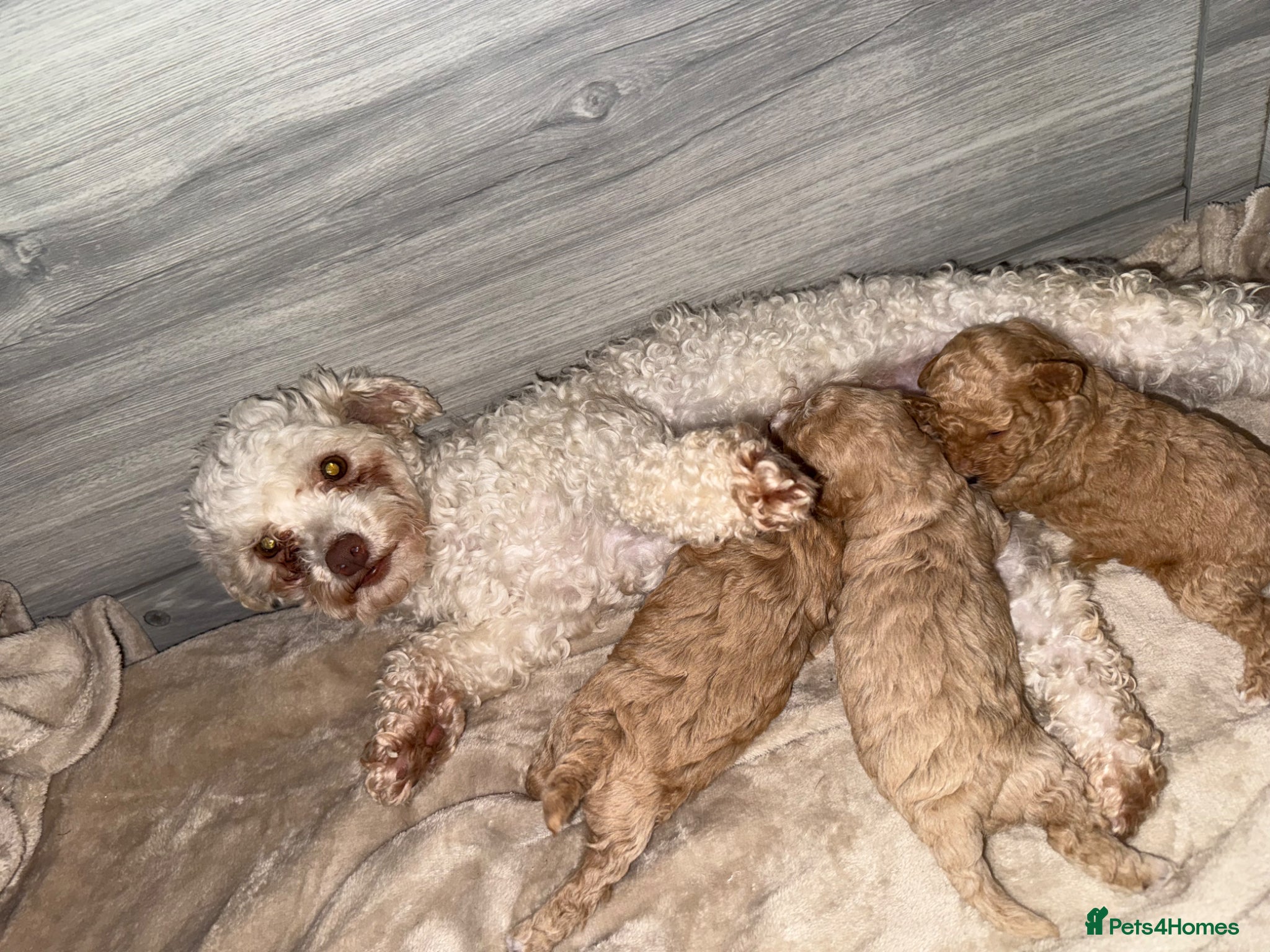 Poochon dogs Gorgeous poochons for sale  - Advert 7