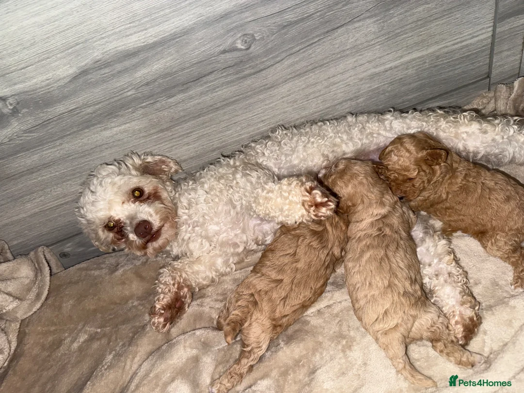 Poochon dogs for sale: Gorgeous poochons for sale  - Advert 1