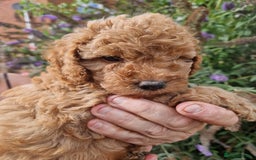 Cockapoo dogs for sale: EXCEPTIONAL HEALTH TESTED SHOW TYPE COCKAPOOS F1B - Image 12
