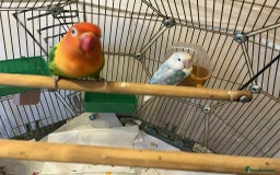 Lovebirds birds for sale: Beautiful Pair of Opaline fischer Lovebirds - Image 7