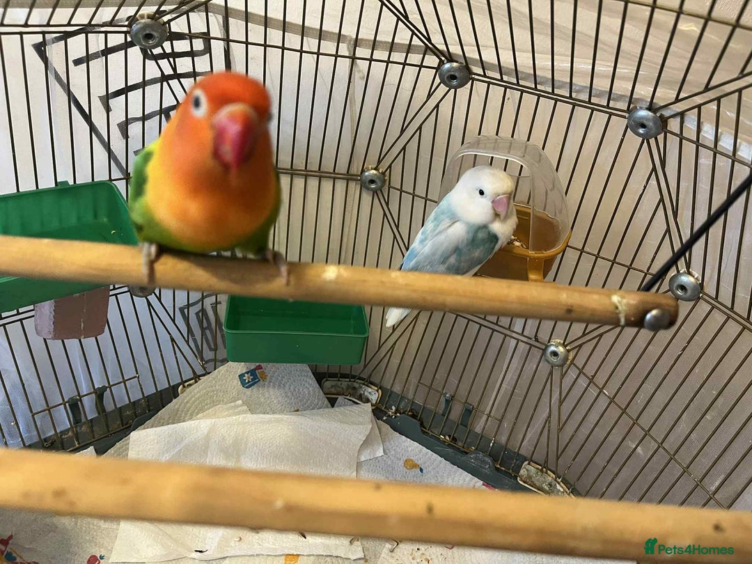 Lovebirds birds for sale: Beautiful Pair of Opaline fischer Lovebirds - Image 7