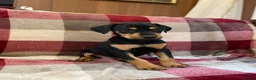 Mixed Breed dogs for sale: 🐾 STUNNING DOBERMAN × LURCHER PUPPIES 🐾 - Advert 8