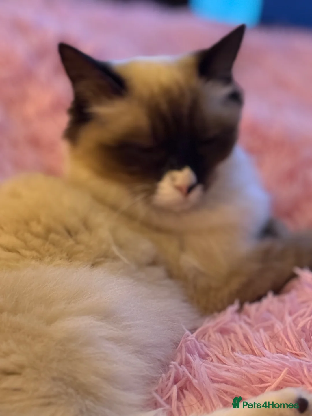 Ragdoll cats for sale: Ragdoll kittens due - Advert 2