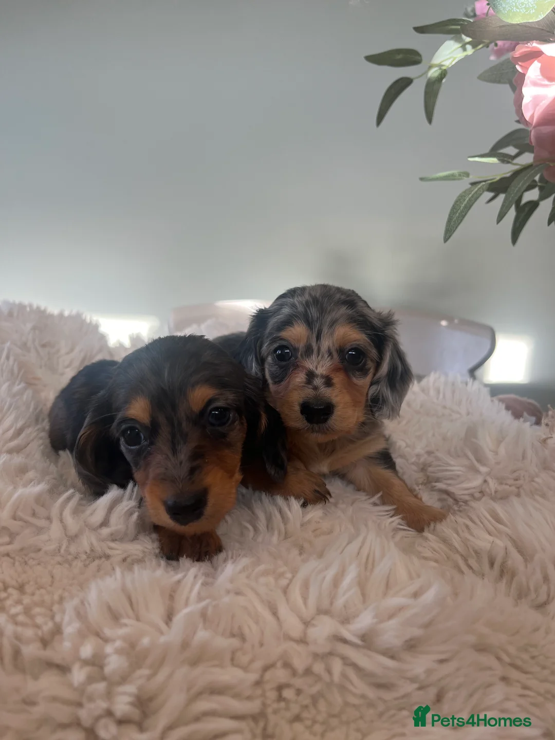 Miniature Dachshund dogs for sale: Mini long haired dachshund pups - Advert 19