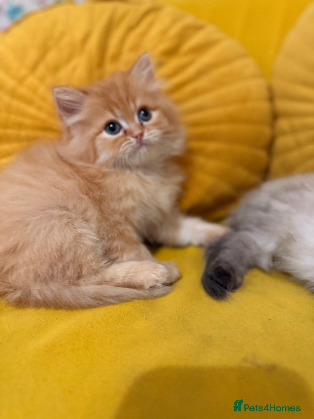 Mixed Breed cats for sale: Ragdoll X Persian kittens  - Advert 9
