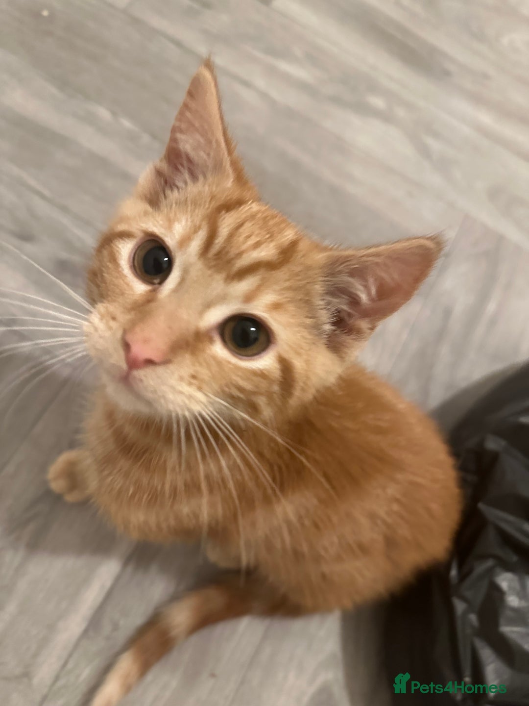 British Shorthair cats for sale: Last 2 boys left !!! - Advert 2