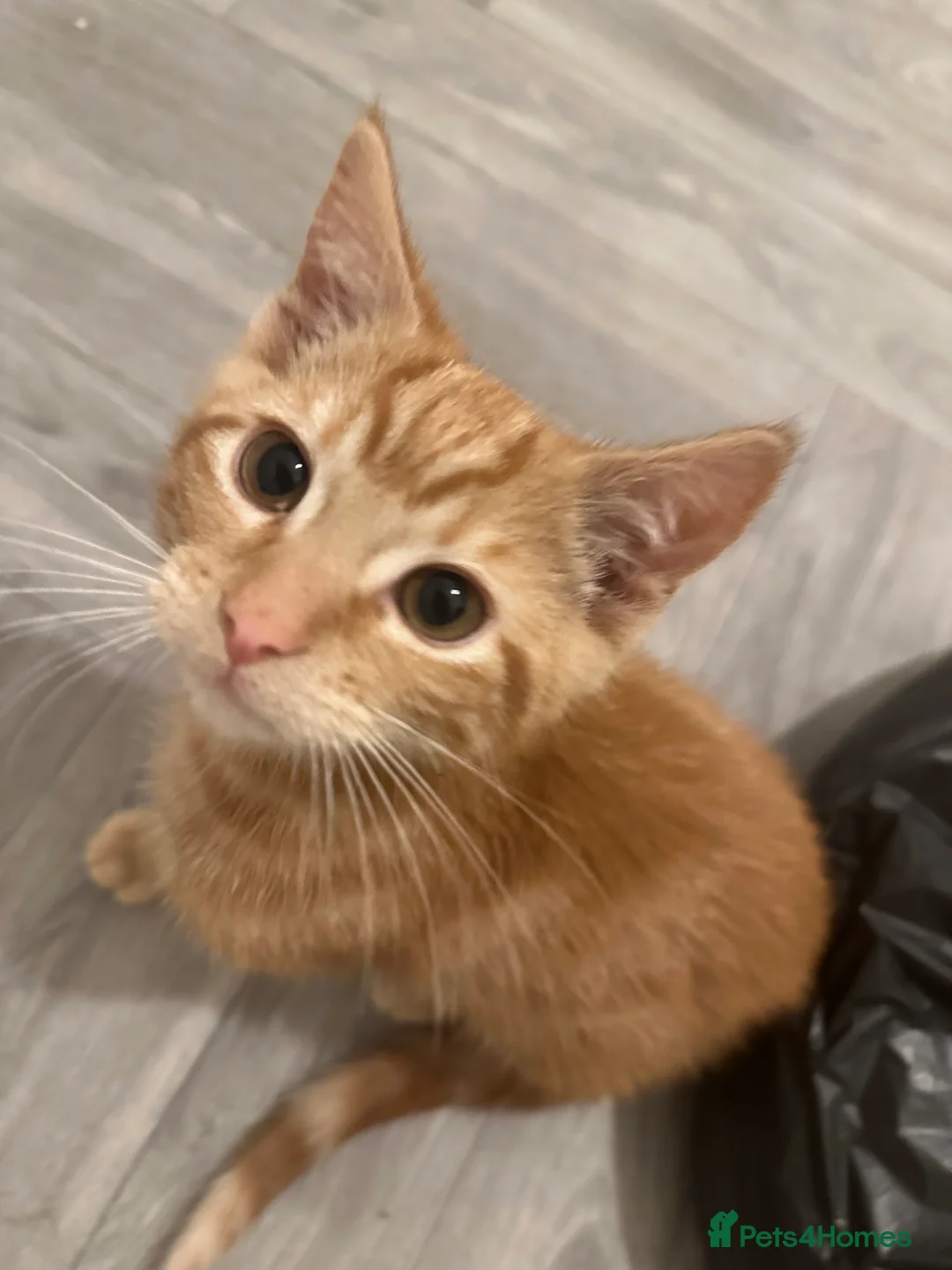 British Shorthair cats for sale: Last 2 boys left !!! - Advert 2