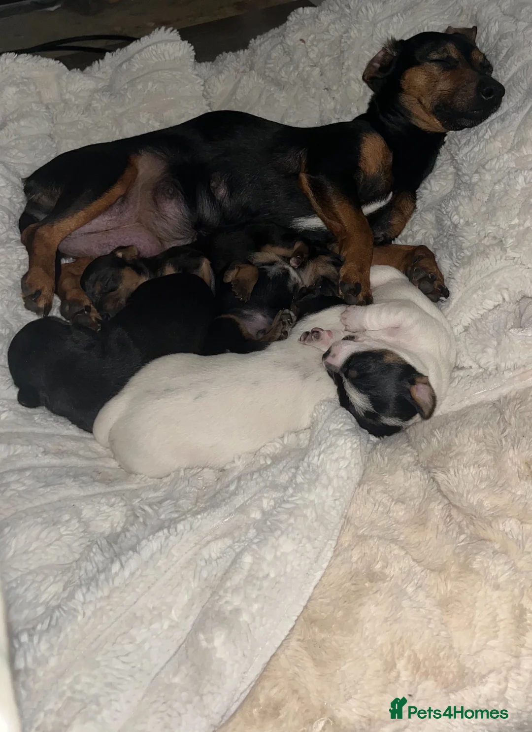 Jack Russell dogs for sale:  Beautiful Jack russels looking for loving home in Erith - Advert 2